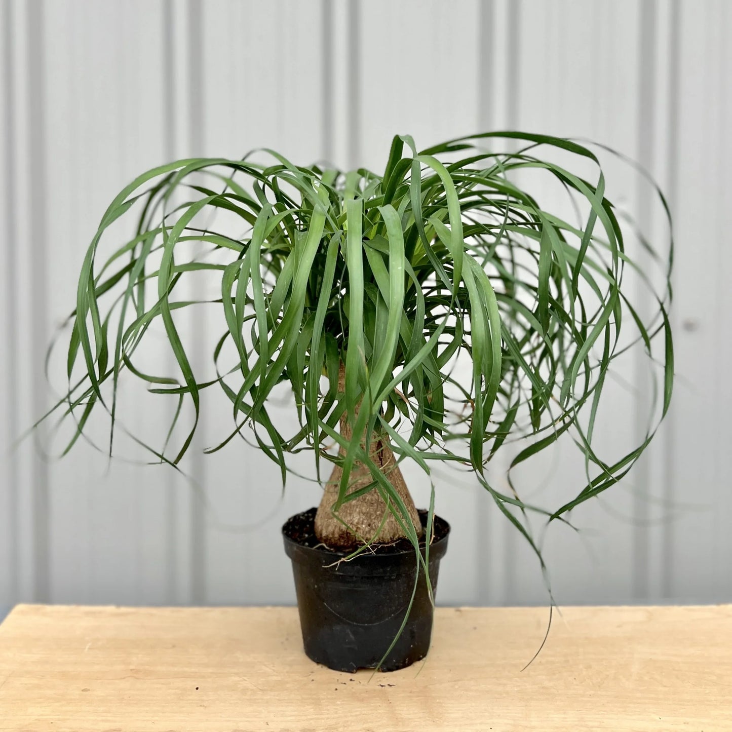 Ponytail Palm 6”