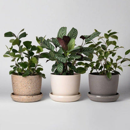 5" Planter : Coffee Bean Husk