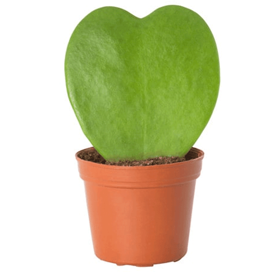 Hoya Heart 2"