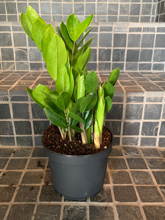 Zamioculcas (ZZ) 6”